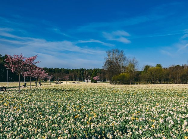 P2155266 Seiboko web header