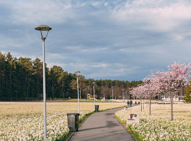 narcizu jura web small