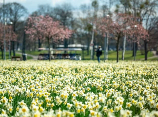 narcizai 1024x684 1 624x462