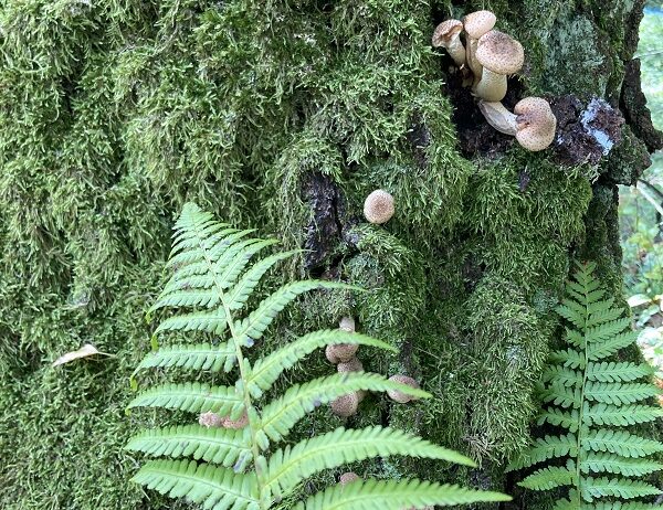 Gamtos terapijos praktikos Druskininkuose 1